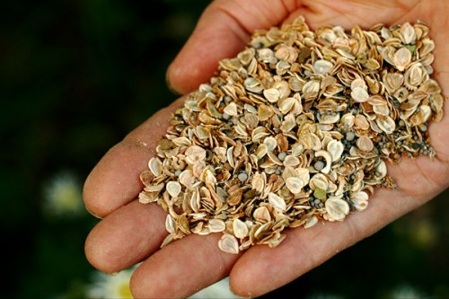 081017rviproducts002sm A handful of Insecta-Flora can help to attrach beneficial insects.