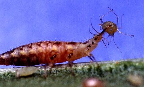 chrysoperla-carnea-lacewing-larvae-eat-aphid Lacewing larvae feeding on Aphid (Photo © Rincon Vitova Insectaries, Inc.)