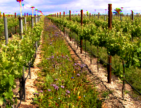 insecta-flora Vineyard Insecta-Flora as a vineyard covercrop in California.