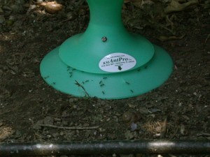 Formica ants on AntPro